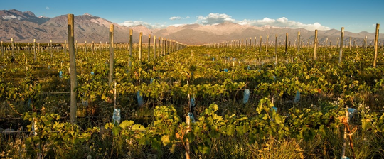 Wine Tasting in the Andean Foothills of Argentina